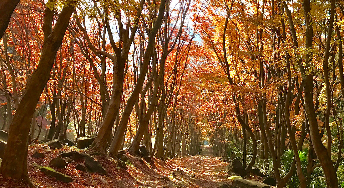 もみじのトンネル
